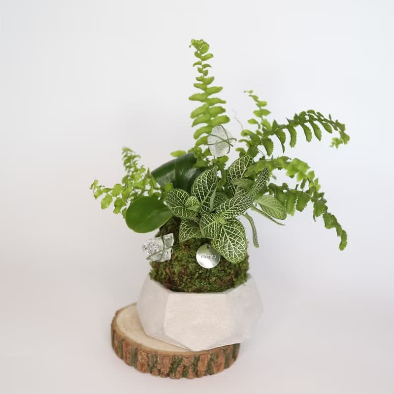 【體驗】新竹 【綠植星球】植物觀察學+青苔球+擴香石