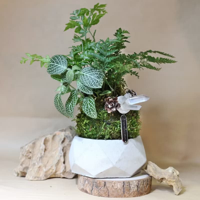【體驗】新竹 【綠植星球】植物觀察學+青苔球+擴香石