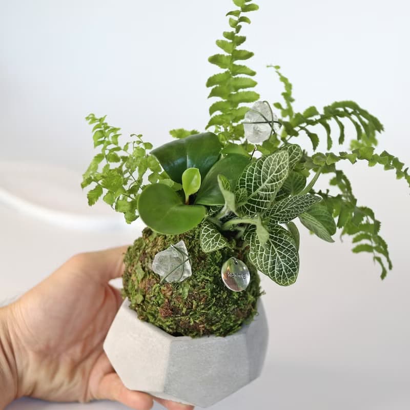 【體驗】新竹 【綠植星球】植物觀察學+青苔球+擴香石
