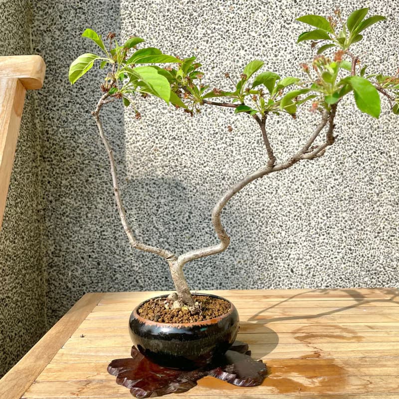 小品盆栽-日本姬蘋果 盆景 送禮