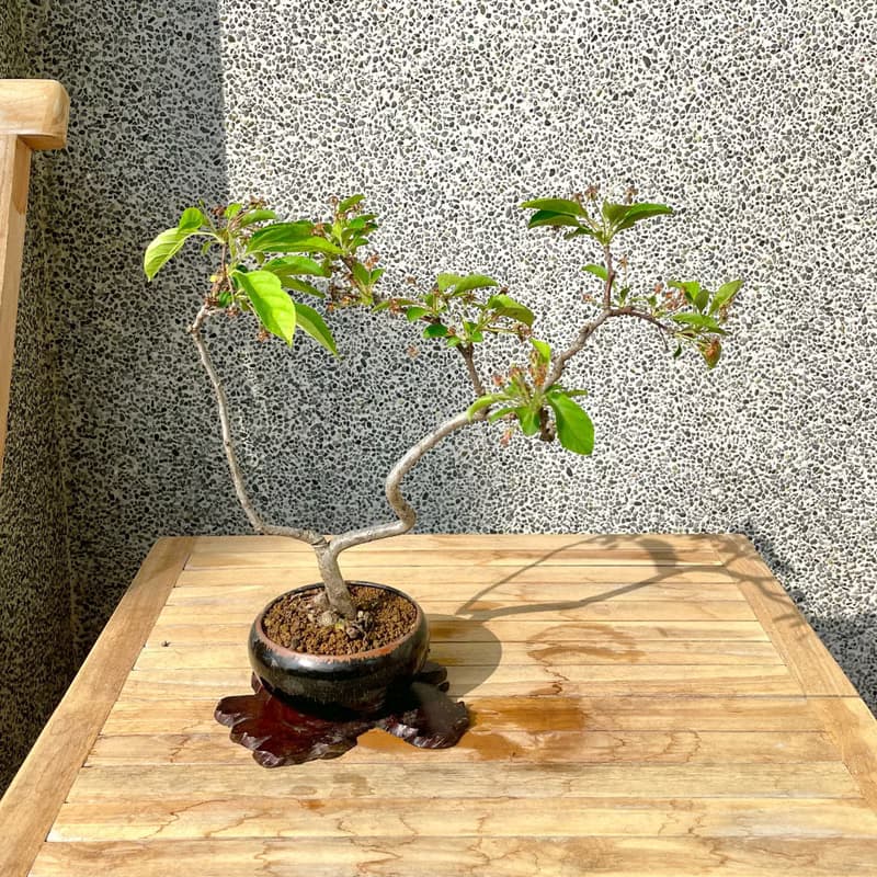 小品盆栽-日本姬蘋果 盆景 送禮
