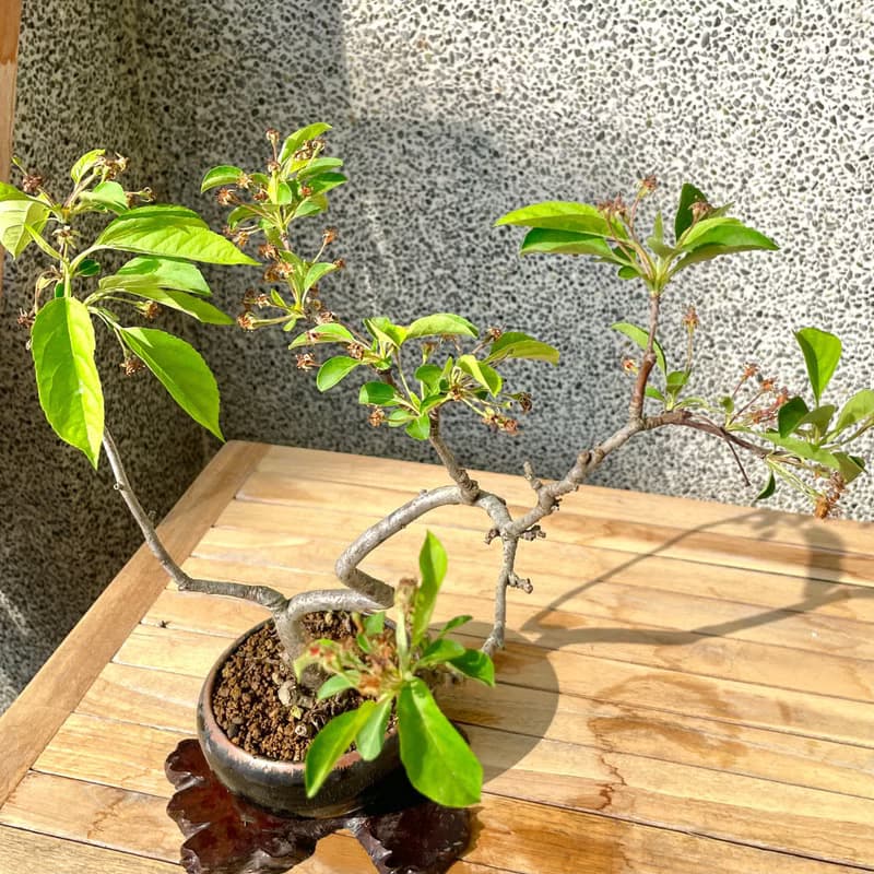 小品盆栽-日本姬蘋果 盆景 送禮