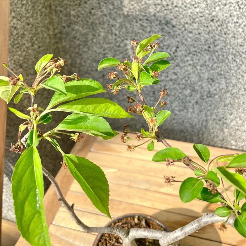 小品盆栽-日本姬蘋果 盆景 送禮