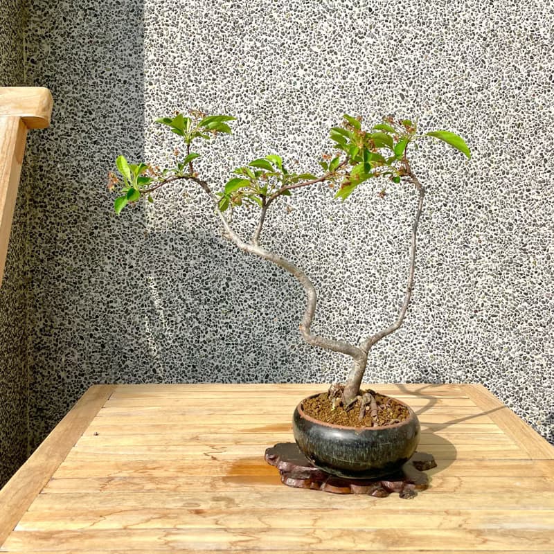 小品盆栽-日本姬蘋果 盆景 送禮