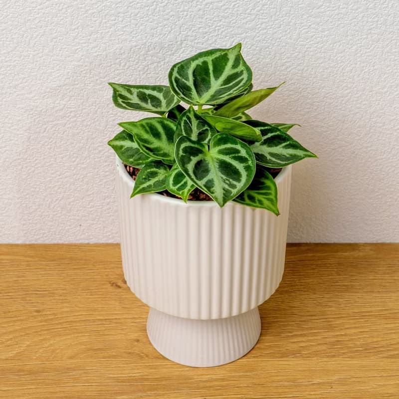 銅鑼燒水晶花燭 白色高腳陶盆 桌上型盆栽 開幕送禮 喬遷禮物