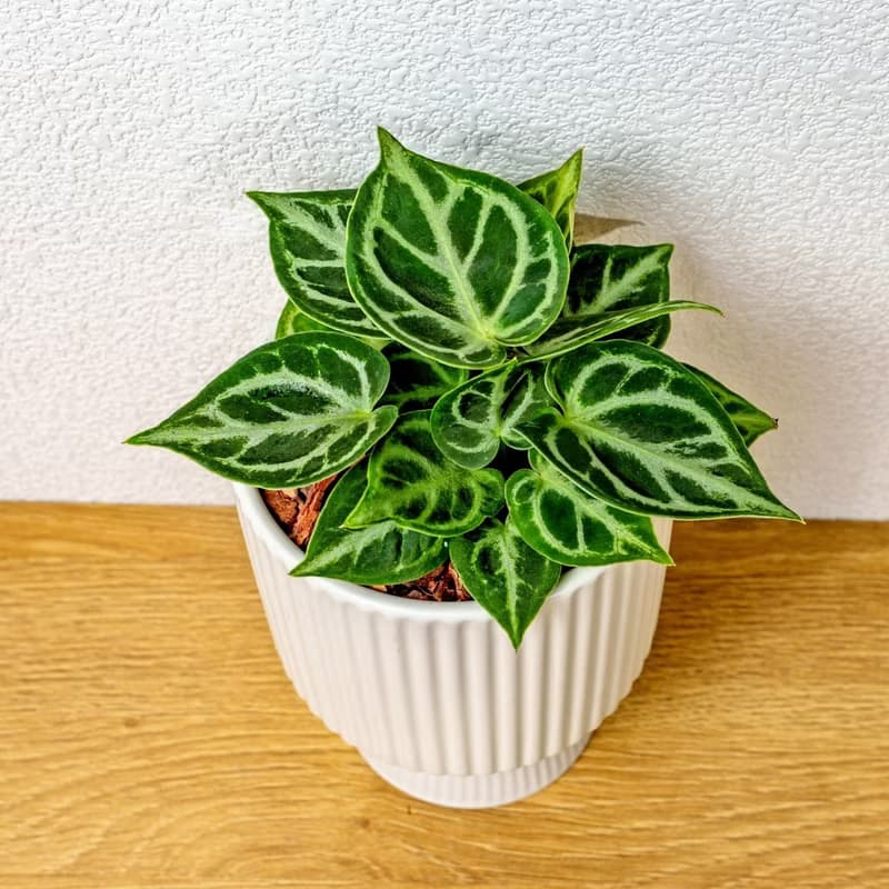 銅鑼燒水晶花燭 白色高腳陶盆 桌上型盆栽 開幕送禮 喬遷禮物