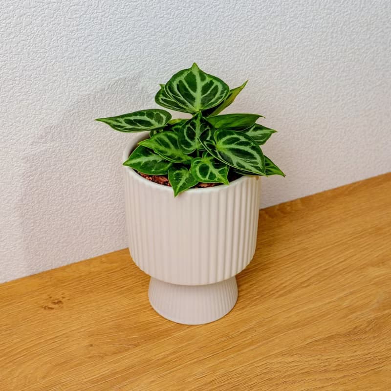 銅鑼燒水晶花燭 白色高腳陶盆 桌上型盆栽 開幕送禮 喬遷禮物