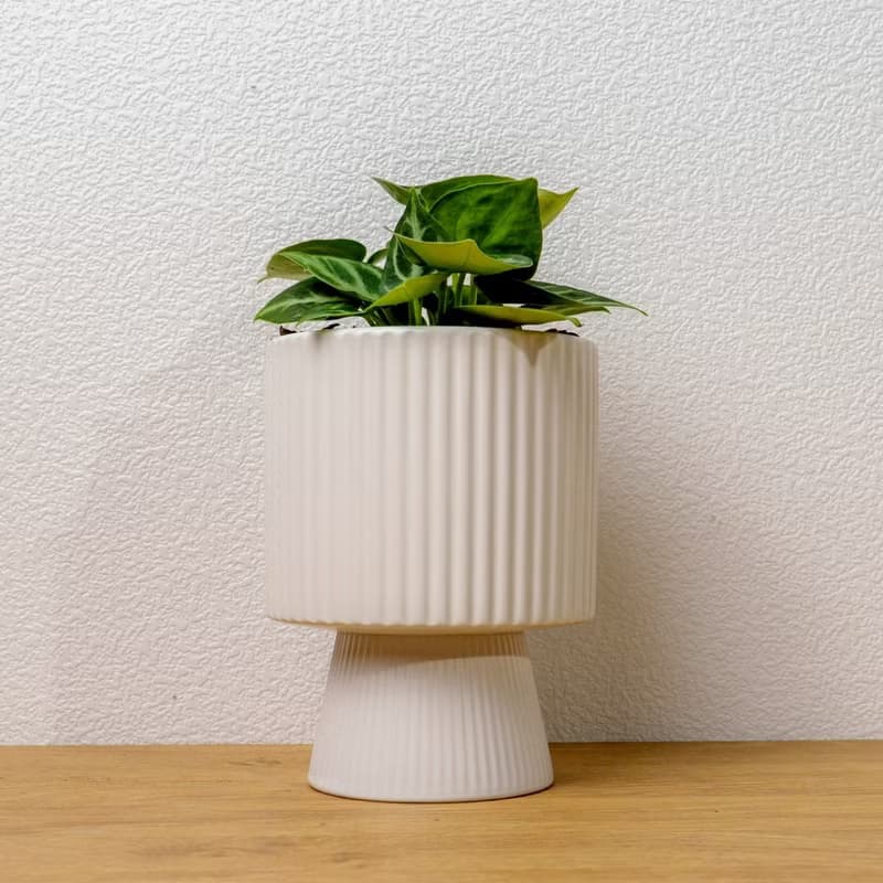 銅鑼燒水晶花燭 白色高腳陶盆 桌上型盆栽 開幕送禮 喬遷禮物