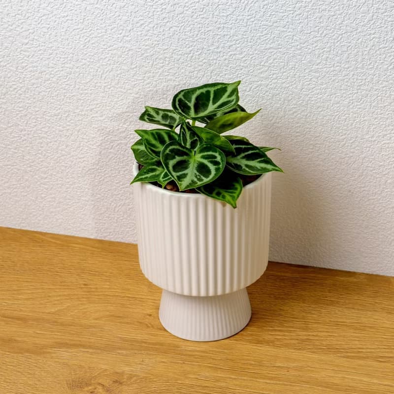 銅鑼燒水晶花燭 白色高腳陶盆 桌上型盆栽 開幕送禮 喬遷禮物