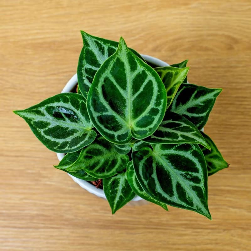 銅鑼燒水晶花燭 白色高腳陶盆 桌上型盆栽 開幕送禮 喬遷禮物