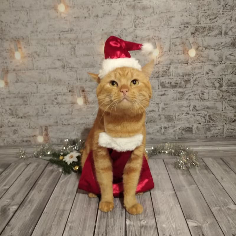 Christmas Apron for Cats | Funny Cat Cooking Christmas Clothes | Cat Baking Set
