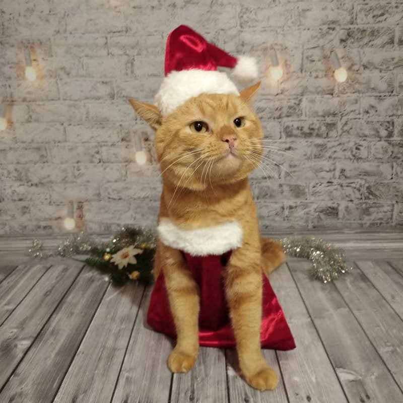 Christmas Apron for Cats | Funny Cat Cooking Christmas Clothes | Cat Baking Set