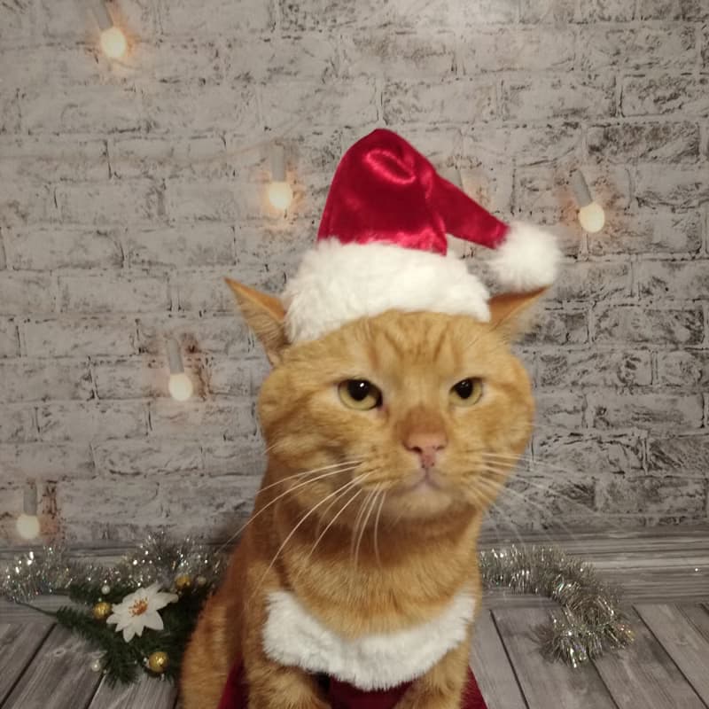 Christmas Apron for Cats | Funny Cat Cooking Christmas Clothes | Cat Baking Set