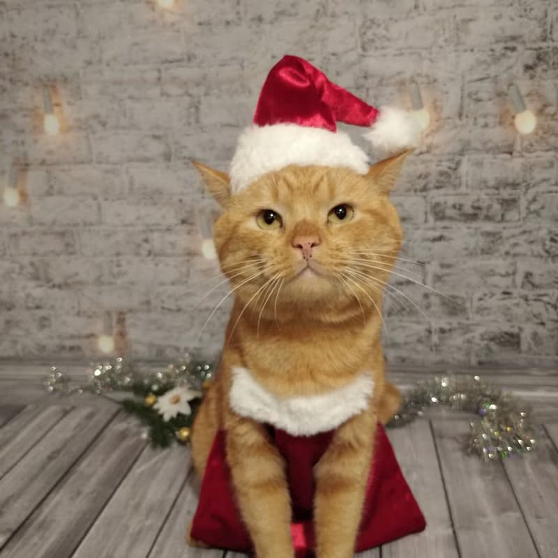 Christmas Apron for Cats | Funny Cat Cooking Christmas Clothes | Cat Baking Set