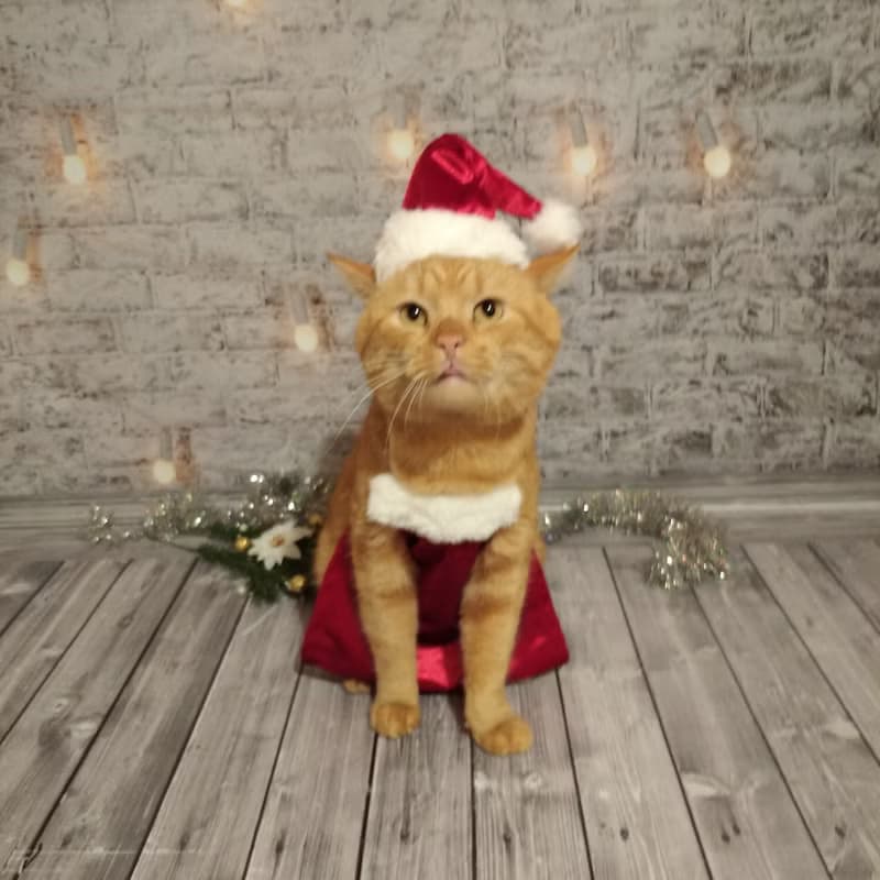 Christmas Apron for Cats | Funny Cat Cooking Christmas Clothes | Cat Baking Set