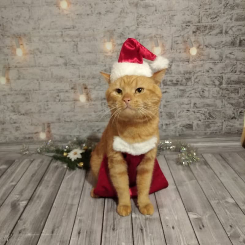 Christmas Apron for Cats | Funny Cat Cooking Christmas Clothes | Cat Baking Set