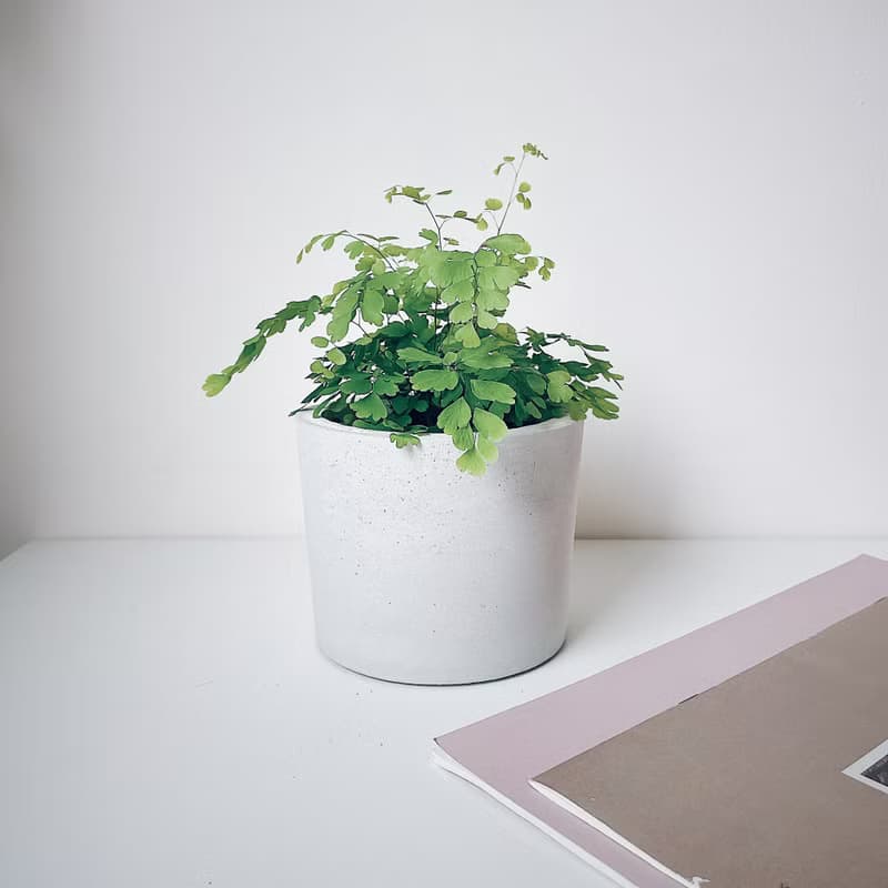 原生-水泥盆器/水泥空盆.可直接放入3吋盆