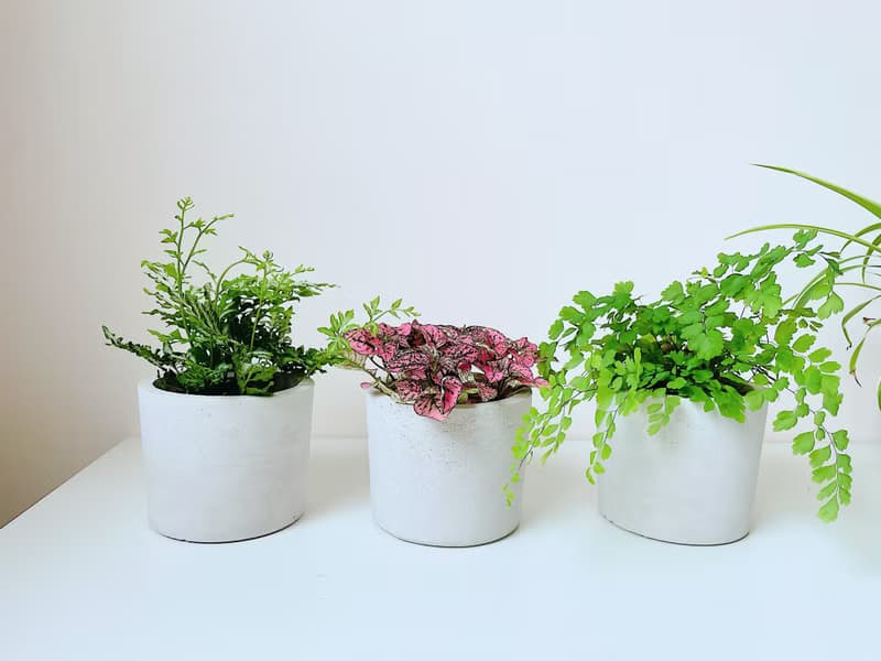 原生-水泥盆器/水泥空盆.可直接放入3吋盆