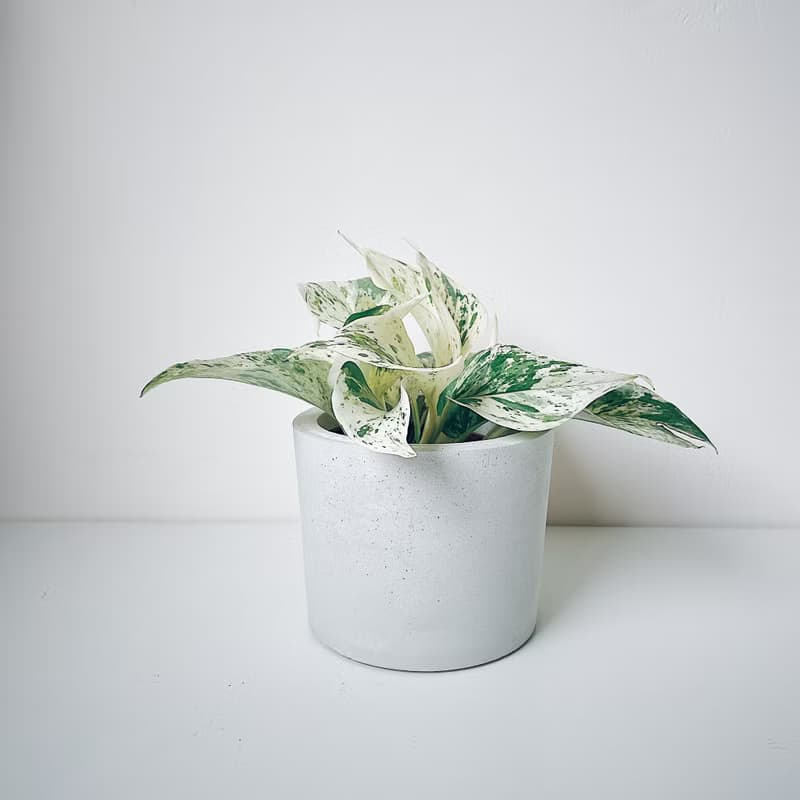 原生-水泥盆器/水泥空盆.可直接放入3吋盆