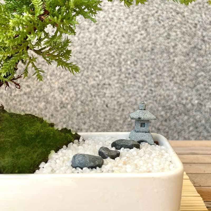 小品盆栽-日式庭院松組合 送禮 開幕15