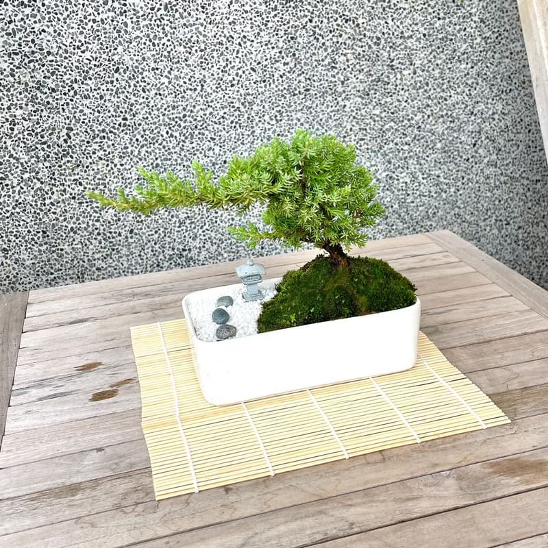 小品盆栽-日式庭院松組合 送禮 開幕15