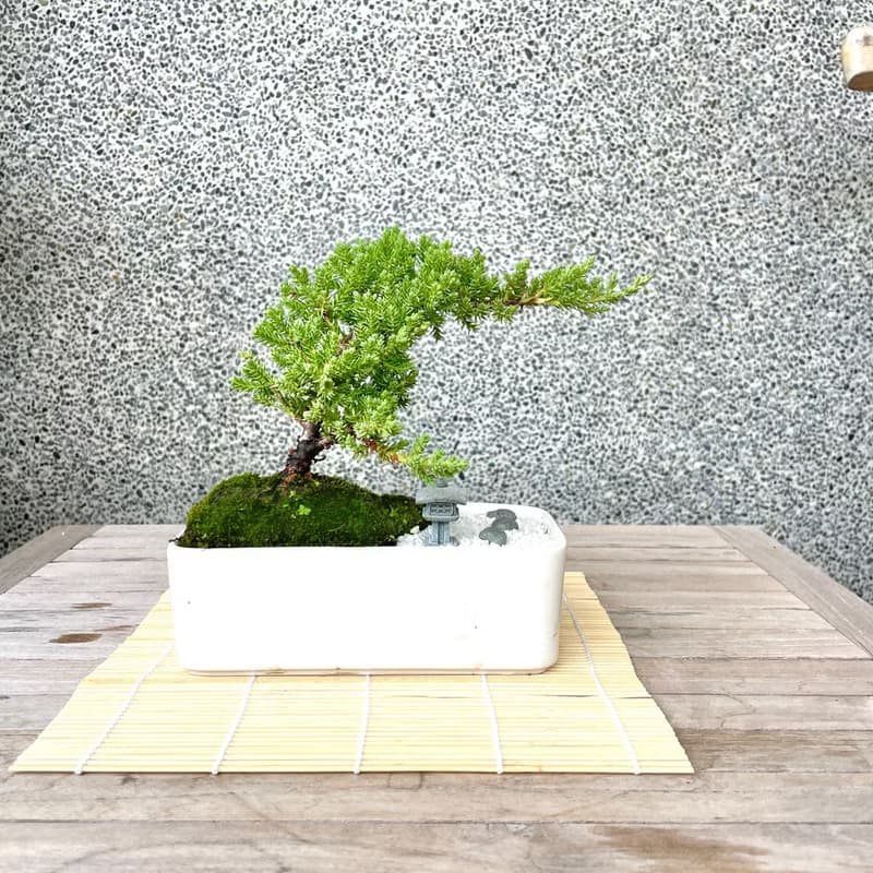 小品盆栽-日式庭院松組合 送禮 開幕15
