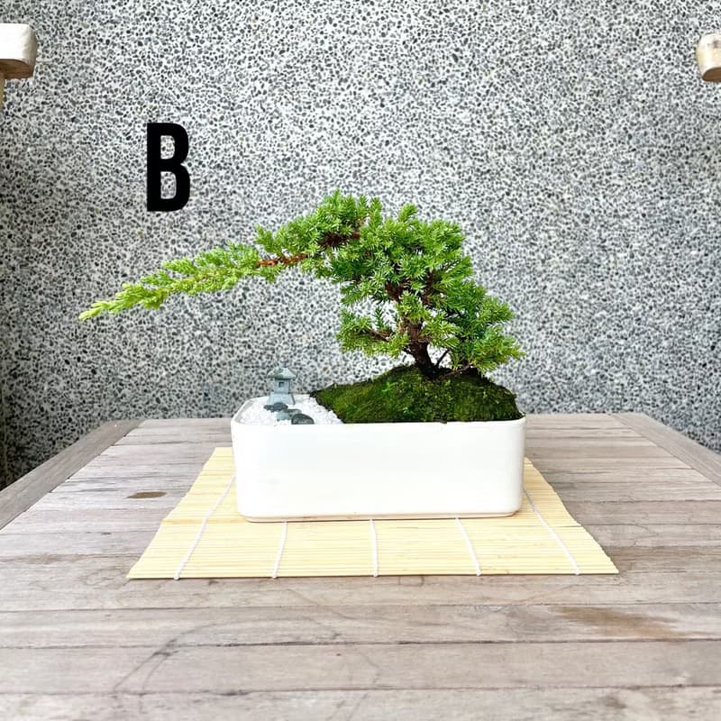 小品盆栽-日式庭院松組合 送禮 開幕15