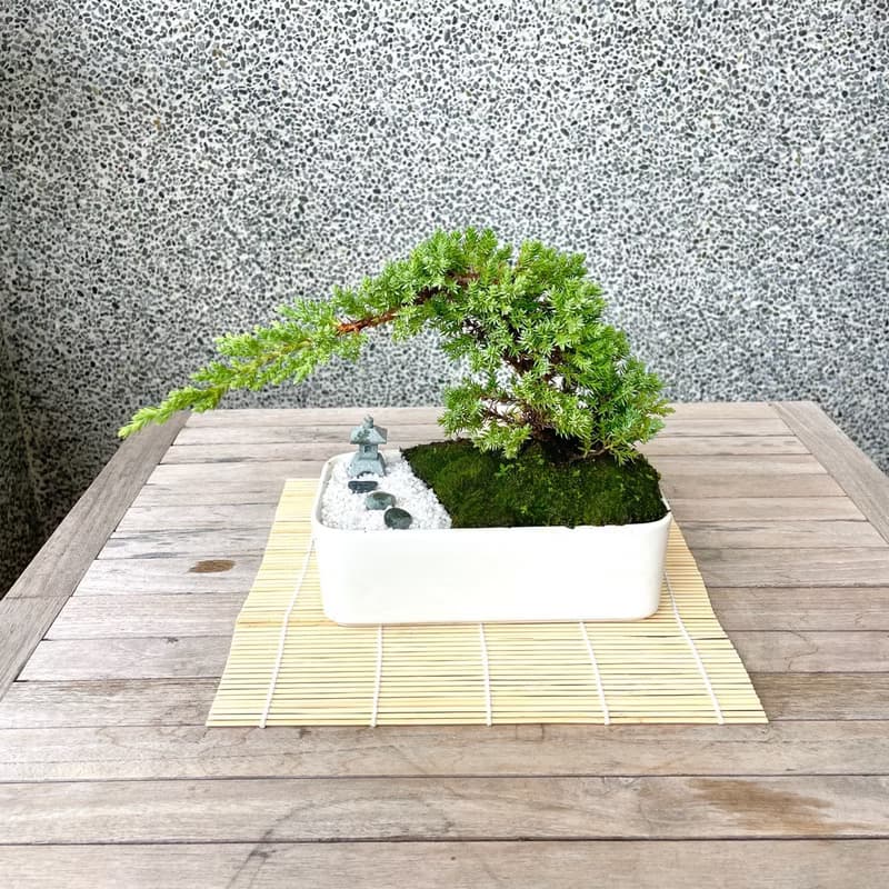 小品盆栽-日式庭院松組合 送禮 開幕15