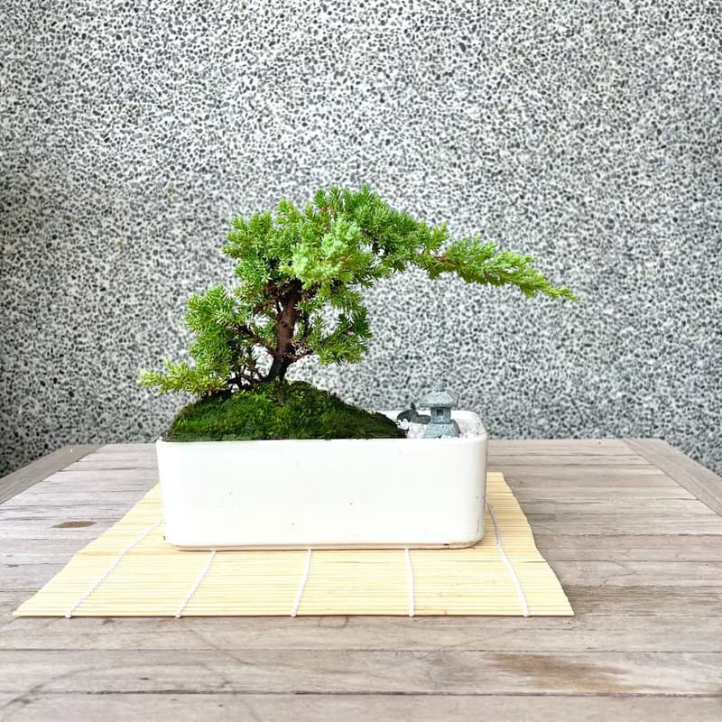 小品盆栽-日式庭院松組合 送禮 開幕15