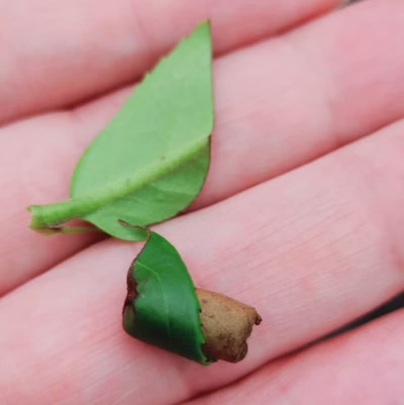 暖冬 品味茶金【茶山漫遊】禮盒--微炭香烏龍/蜜香紅茶(附提袋)