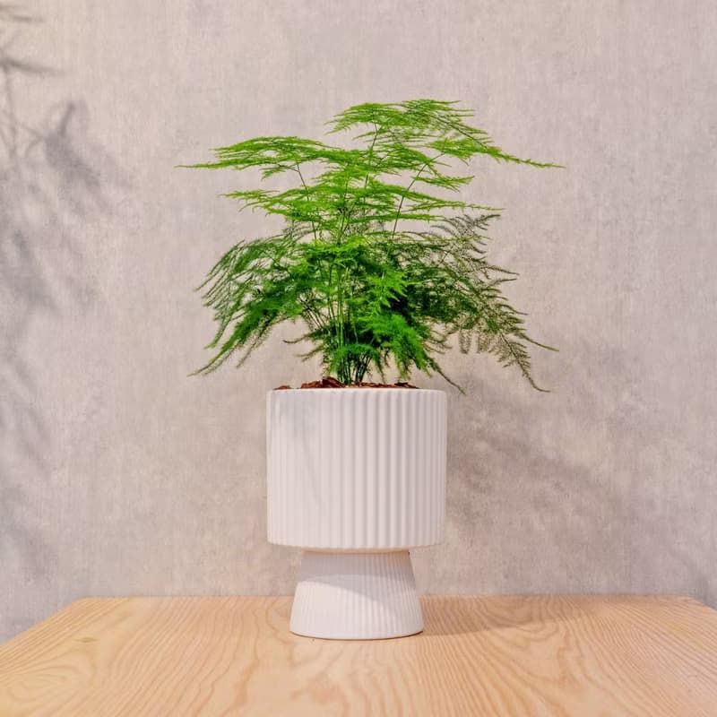 文竹白色高腳陶盆 桌上盆栽 室內植物 禮物