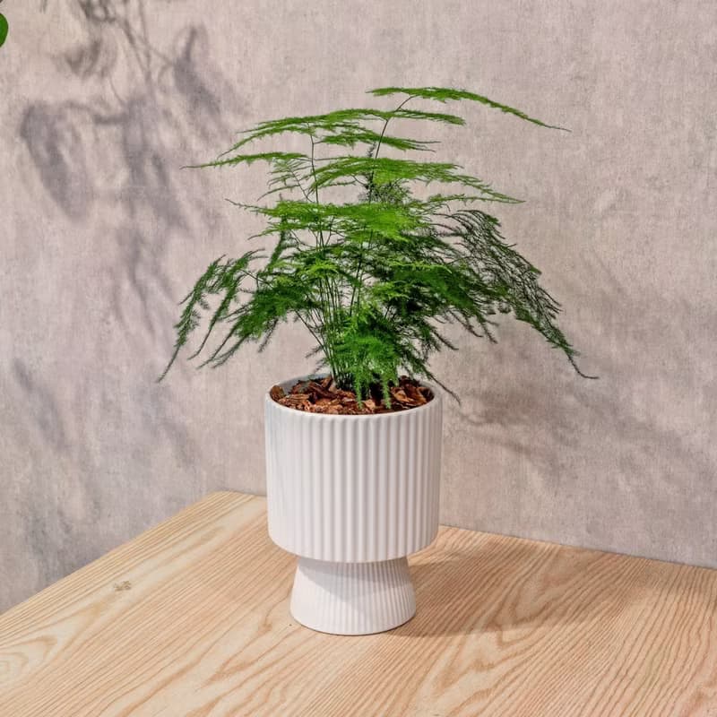 文竹白色高腳陶盆 桌上盆栽 室內植物 禮物
