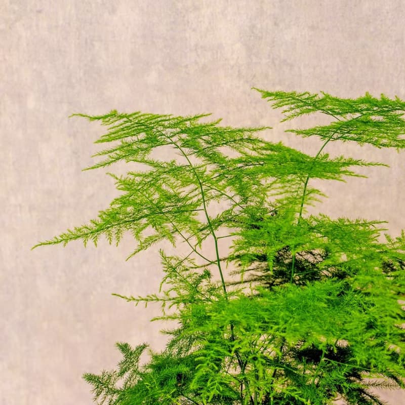 文竹白色高腳陶盆 桌上盆栽 室內植物 禮物