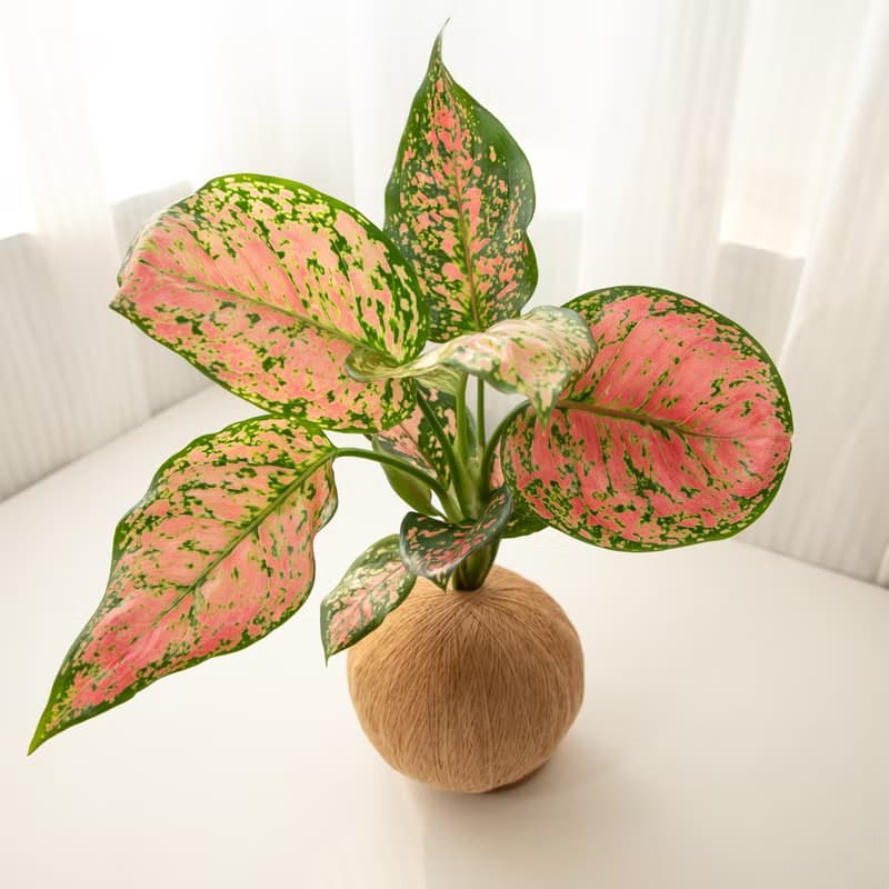 吉祥粗肋草 手作植栽苔球