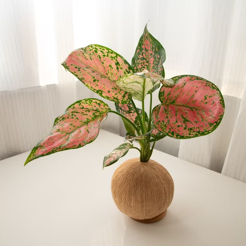 吉祥粗肋草 手作植栽苔球