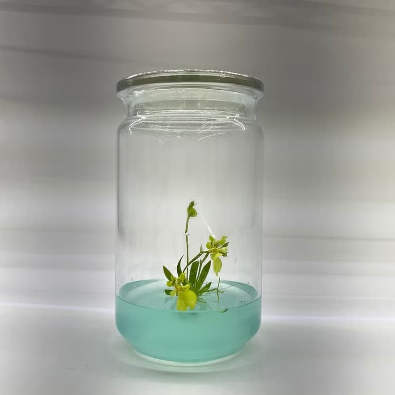 【限量款式】【扇形文心蘭】小室瓶栽獨家商品 瓶中開花瓶栽