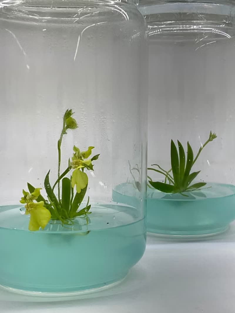 【限量款式】【扇形文心蘭】小室瓶栽獨家商品 瓶中開花瓶栽