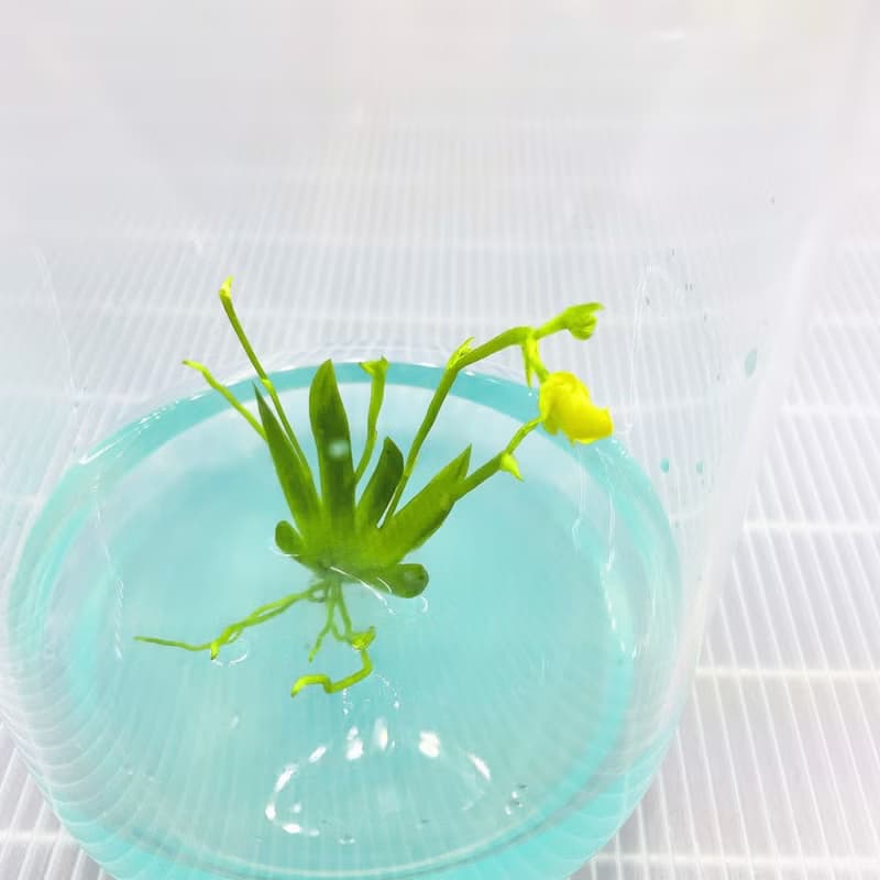 【限量款式】【扇形文心蘭】小室瓶栽獨家商品 瓶中開花瓶栽