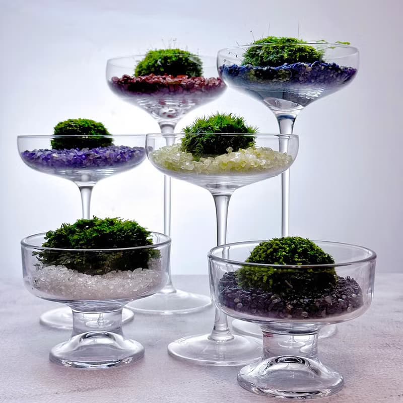 苔玉美學 - 苔蘚寶石彩虹杯