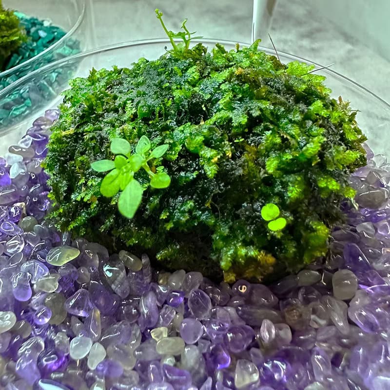 苔玉美學 - 苔蘚寶石彩虹杯