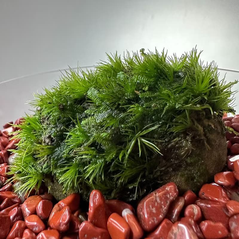 苔玉美學 - 苔蘚寶石彩虹杯