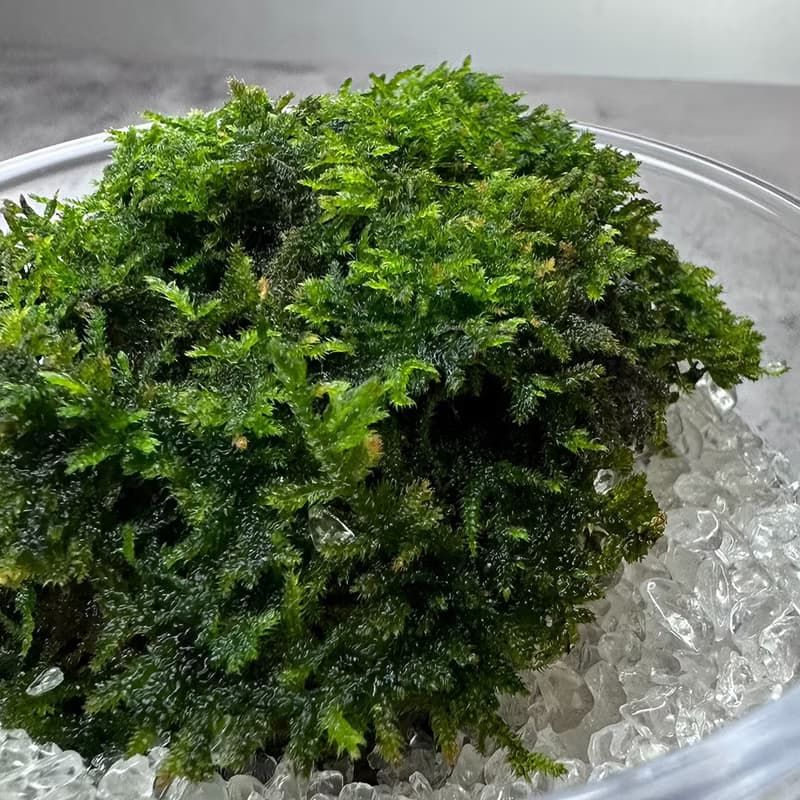 苔玉美學 - 苔蘚寶石彩虹杯