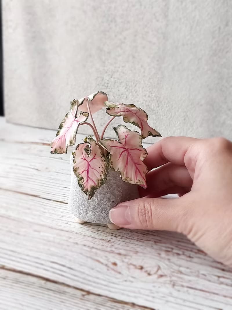 【體驗】擴香石植物捏塑 石膏捏塑小盆栽體驗課