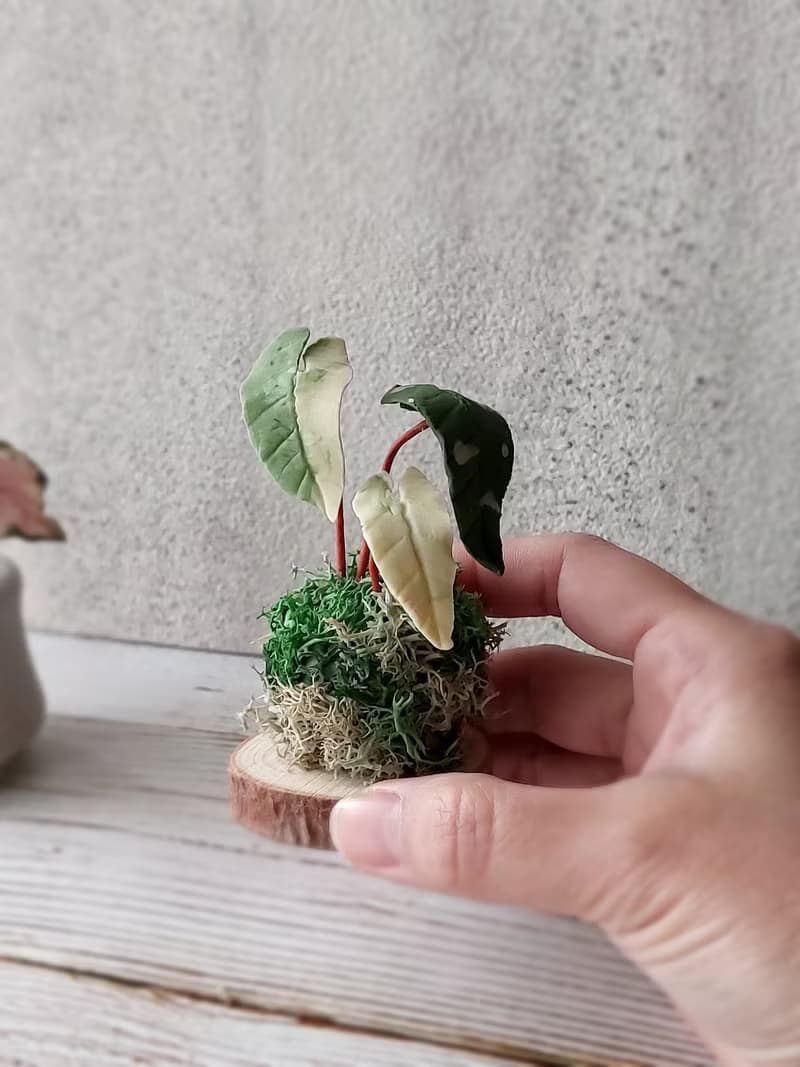 【體驗】擴香石植物捏塑 石膏捏塑小盆栽體驗課