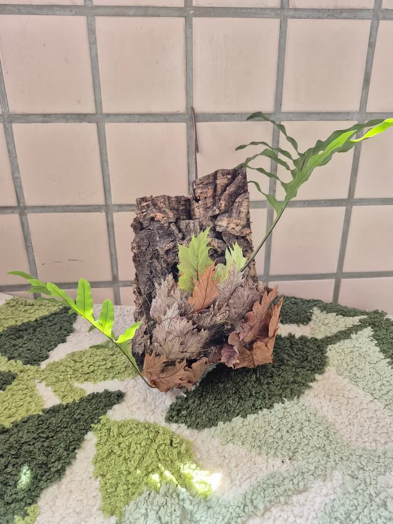 台灣槲蕨上板 初生樹皮 可吊掛