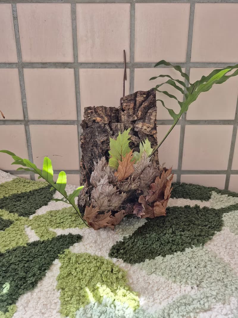 台灣槲蕨上板 初生樹皮 可吊掛