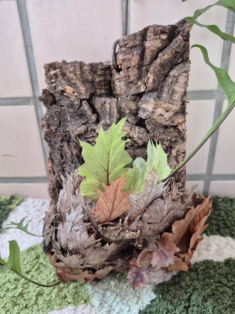 台灣槲蕨上板 初生樹皮 可吊掛