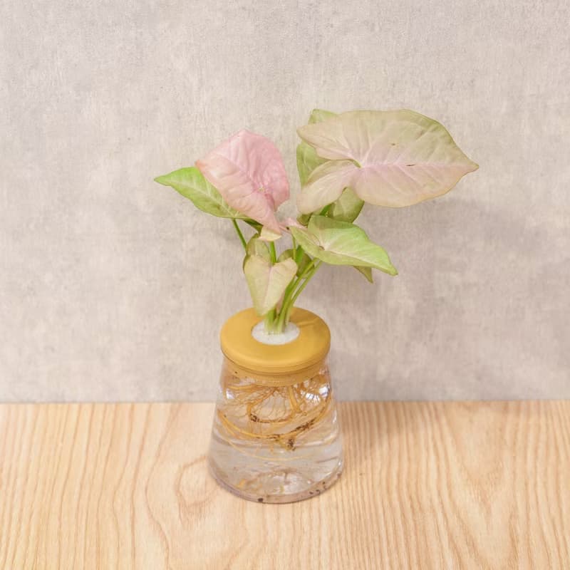 粉紅佳人合果芋 三角水耕盆栽 室內植物 觀葉植物 禮物 水培