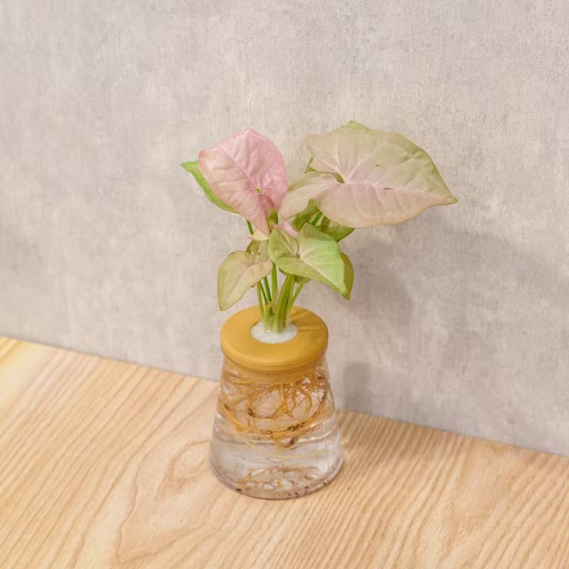 粉紅佳人合果芋 三角水耕盆栽 室內植物 觀葉植物 禮物 水培