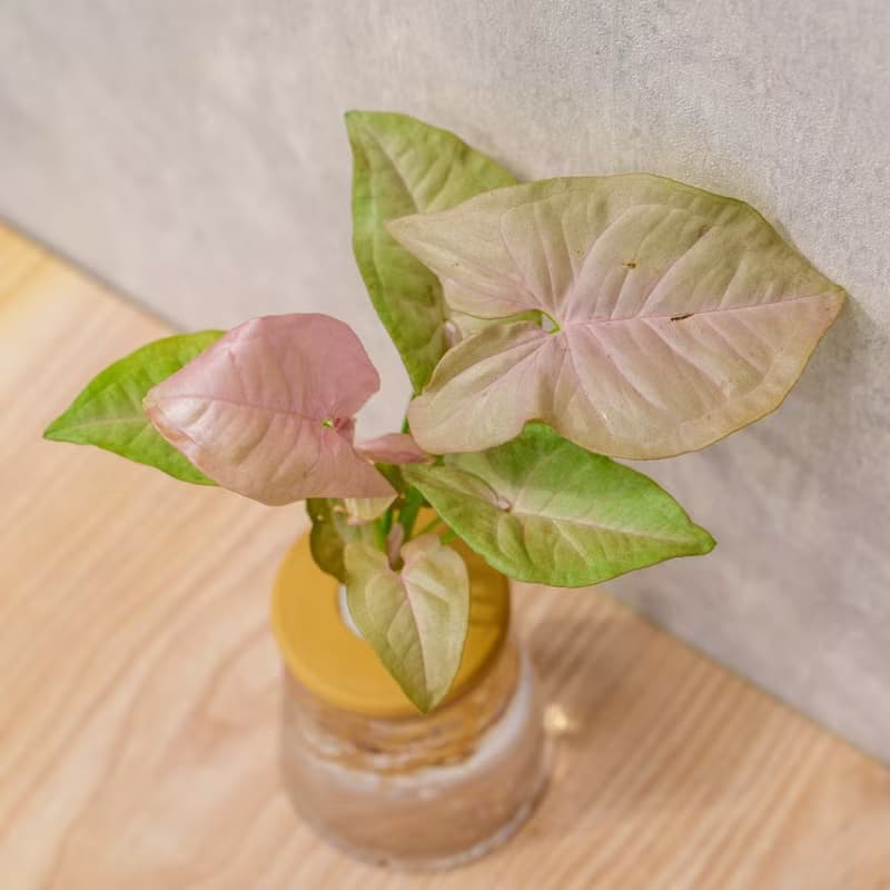 粉紅佳人合果芋 三角水耕盆栽 室內植物 觀葉植物 禮物 水培